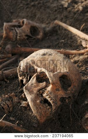 Human Remains Excavated: Two Skulls Close Up
