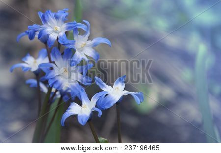 Chionodoxa Luciliae. Blue Tender Spring Scilla Flowers Background On Green Grass. Place For Your Tex