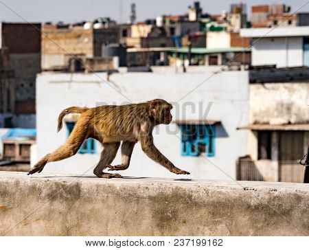 Urban Monkey Walks On A Wall