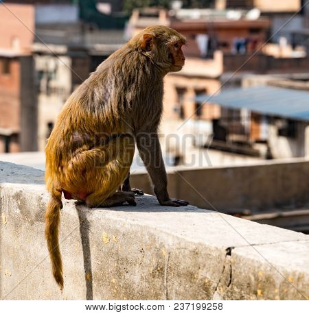 Urban Monkey Looks Out Over City