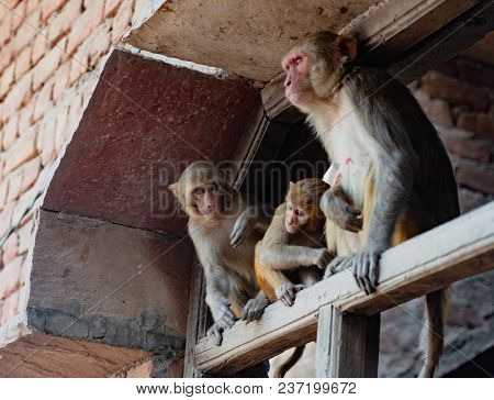 Urban Monkey Family Surveys Scene Below