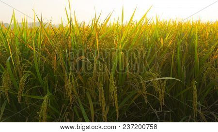 A Rice Fields Padi Bright Close Up In Morning In Pekalongan Indonesia