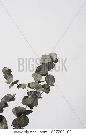 leaves with light grey background. Minimal style design with plants. Abstract background