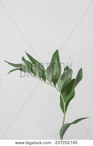 leaves with light grey background. Minimal style design with plants. Abstract background