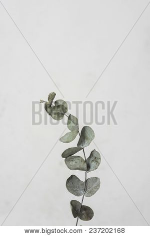 leaves with light grey background. Minimal style design with plants. Abstract background