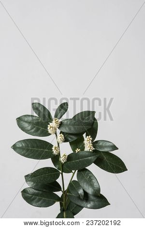 leaves with light grey background. Minimal style design with plants. Abstract background