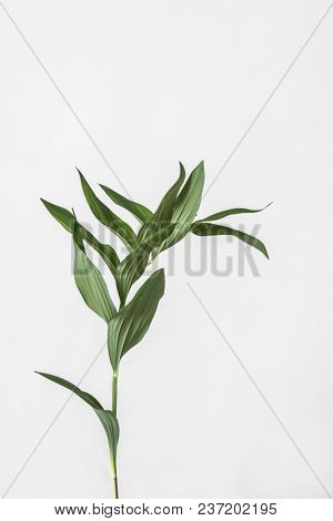 leaves with light grey background. Minimal style design with plants. Abstract background