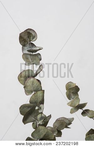 leaves with light grey background. Minimal style design with plants. Abstract background