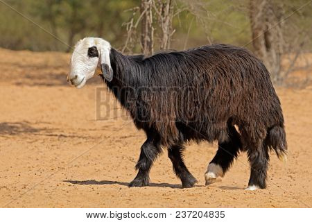 Arabian Nadji - domestic sheep breed of the Najd region of the Arabian Peninsula