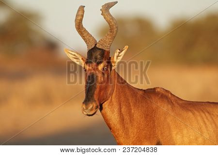 Portrait of a red hartebeest (Alcelaphus buselaphus), Kalahari desert, South Africa