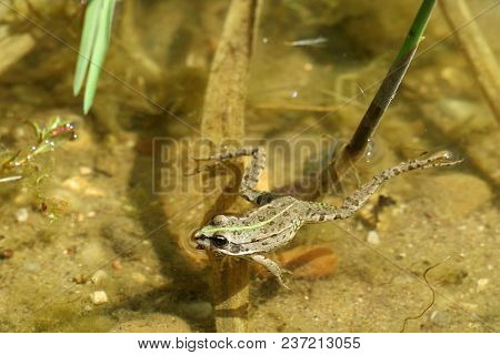 Wild Frog Is Swiming On Water Surface In Summer.