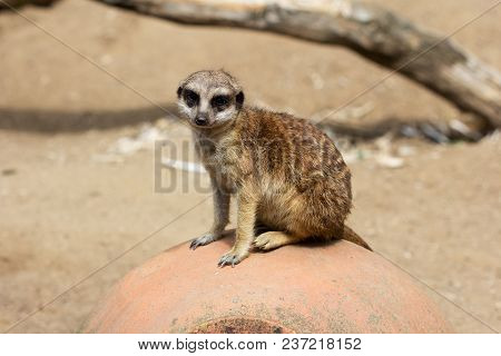 A Full Body Of A Wild African Meerkat From Front