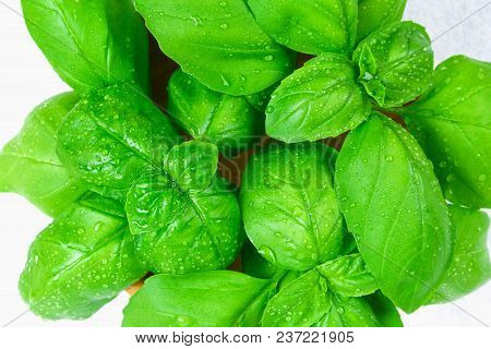 Green Fresh Homemade Basil, Spicy Herb In A Wooden Bowl