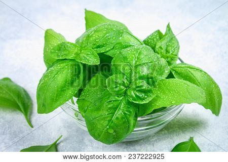 Green Fresh Homemade Basil, Spicy Herb In A Glass Bowl On A Gray Concrete Table