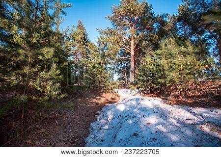 The Last Not Thawed Snow In A Pinery At Sunset
