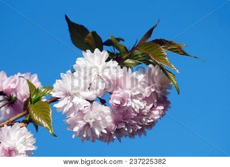 Spring Blooming Of Sakura. Branch Of Kiku Shidare Sakura.