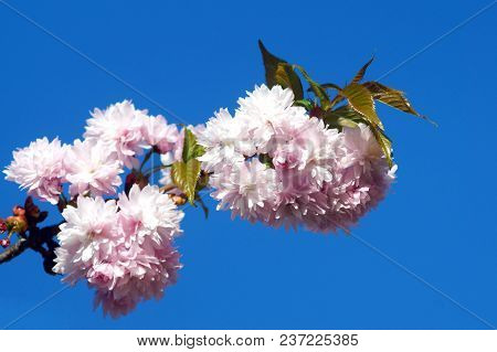Spring Blooming Of Sakura. Branch Of Kiku Shidare Sakura.