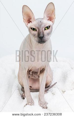 Bold Sphinx Cat With Green Eyes Looking At Camera