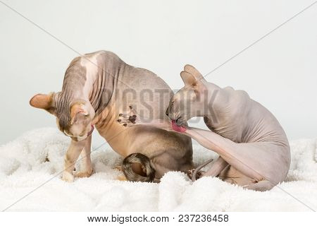 Two Bold Sphinx Cats Mother And Son Are Washing And Licking Themselves On White Background