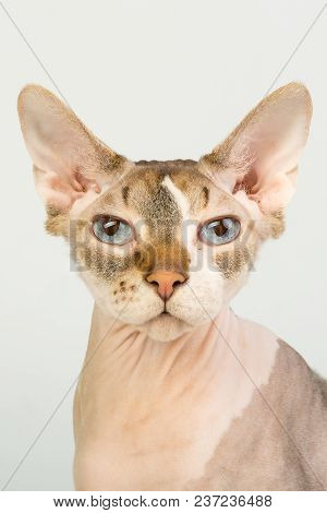 Bold Sphinx Cat With Blue Eyes Close Studio Portrait Looking At Camera With Calm Face