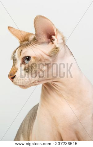 Bold Sphinx Cat With Blue Eyes Close Studio Portrait Looking To Rhe Left