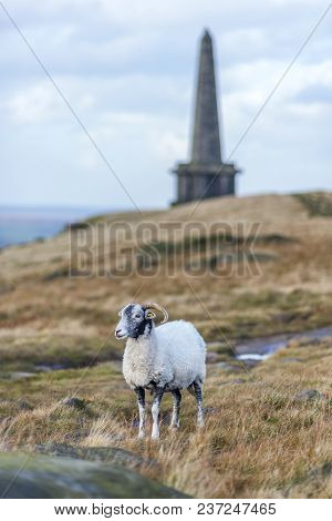 Moorland Ram Along The Pennine Way At Stoodley Pike Monument Hebden Bridge Yorkshire