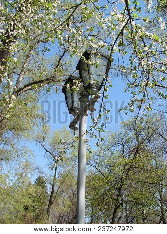 Tall Street, Lantern Lights High In The Sky, Surrounded By Beautiful Tree Branches, Blue Skies In Th