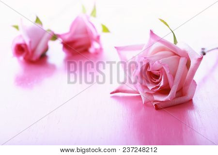 Pink Roses On A Bright Pink Background