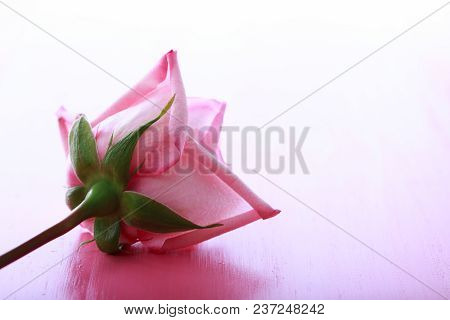 Pink Roses On A Bright Pink Background