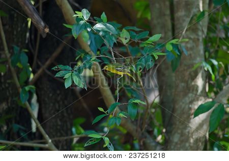 Common Iora (aegithina Tiphia) Bird Or Green Iora On A Tree Branch