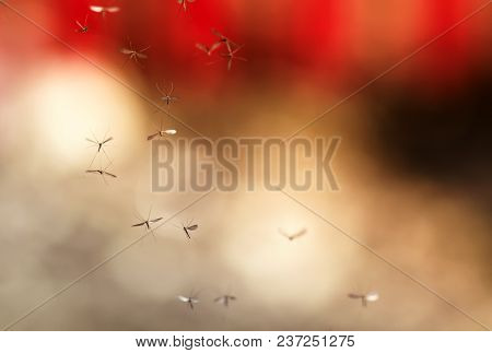 A Flock Of Small Harmful And Dangerous Mosquitoes Flying In The Air Against A Bright Sky With A Red 