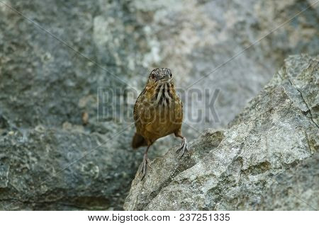Limestone Wren-babbler, Rufous Limestone-babbler