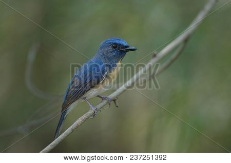 Blue-throated Blue Flycatcher