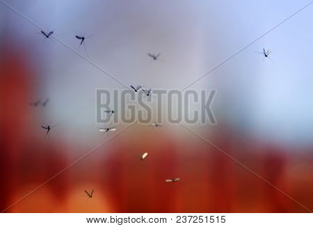 A Flock Of Buzzing Harmful And Dangerous Mosquitoes Flying In The Air Against The Backdrop Of The Ev