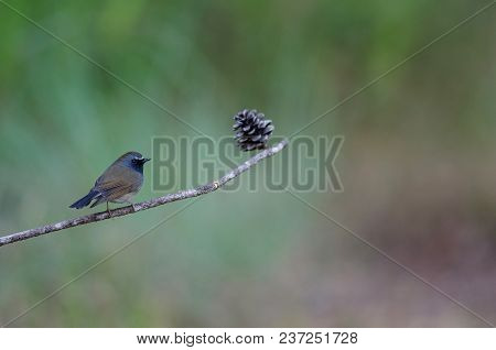 Rufous-gorgeted Flycatcher (ficedula Strophiata)