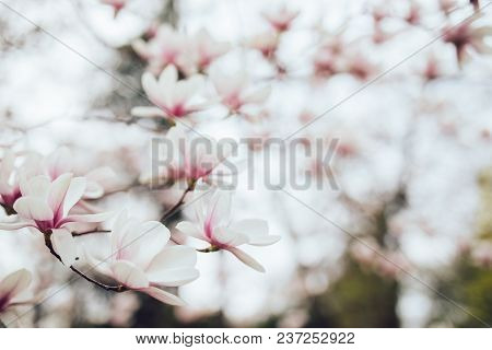 Magnolia Pink Blossom Tree Flowers, Close Up Branch, Outdoor.