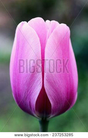 Biautiful Big Pink Tulip. Photo. Flowers Spring