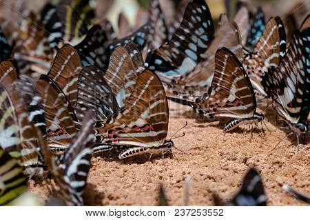 Diversity Of Butterfly Species,butterfly Eating Salt Licks On Ground At Pangsida National Park Sakae