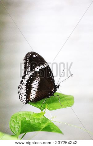 Euploea Radamanthus Radamanthus Butterfly On The Green Leaf