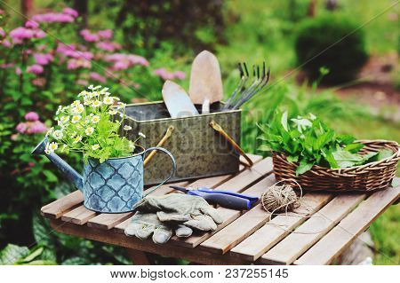 Garden Work Still Life In Summer. Camomile Flowers, Gloves And Toold On Wooden Table Outdoor In Sunn