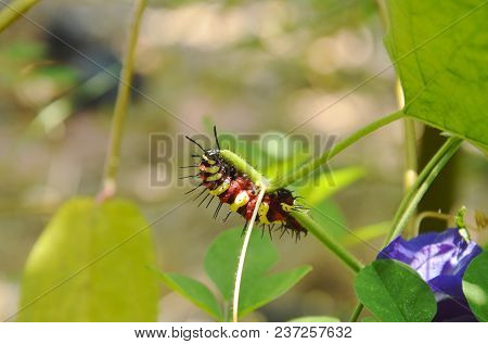 Caterpillar Climbing And Feeding On Butterfly Pea Branch In Garden