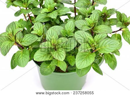 Gardening, Cultivation,farming And Care Of Aromatic Plants Concept: Fresh Seedlings Of Aromatic Lemo