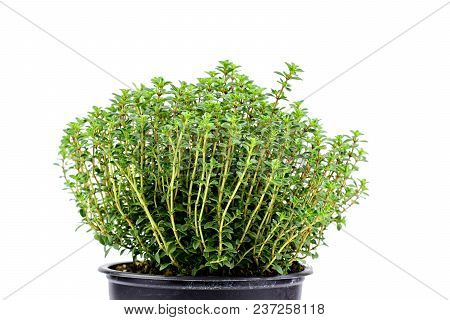 Gardening, Cultivation,farming And Care Of Aromatic Plants Concept: Fresh Seedlings Of Aromatic Lemo