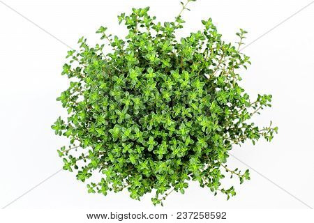 Gardening, Cultivation,farming And Care Of Aromatic Plants Concept: Fresh Seedlings Of Aromatic Lemo