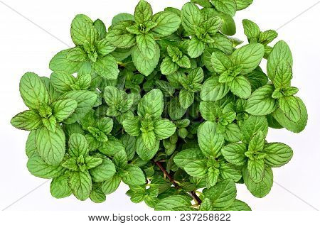 Gardening, Cultivation,farming And Care Of Aromatic Plants Concept: Fresh Peppermint Isolated On A W