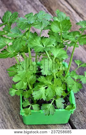 Farming,cultivation, Agriculture And Care Of Vegetables Concept: Young Celery Seedlings On A Wooden 