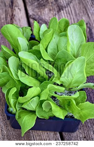 Farming,cultivation, Agriculture And Care Of Vegetables Concept: Green Lettuce Seedlings On A Wooden