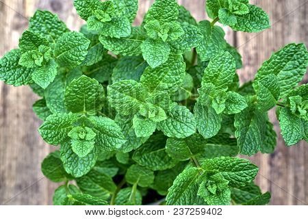 Gardening, Cultivation,farming And Care Of Aromatic Plants Concept: Fresh Aromatic Mint On A Wooden 