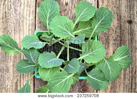 Farming,cultivation, Agriculture And Care Of Vegetables Concept: White Cabbage Seedlings On A Wooden