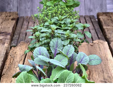 Farming,cultivation, Agriculture And Care Of Vegetables Concept: Fresh Young Vegetable Seedlings And